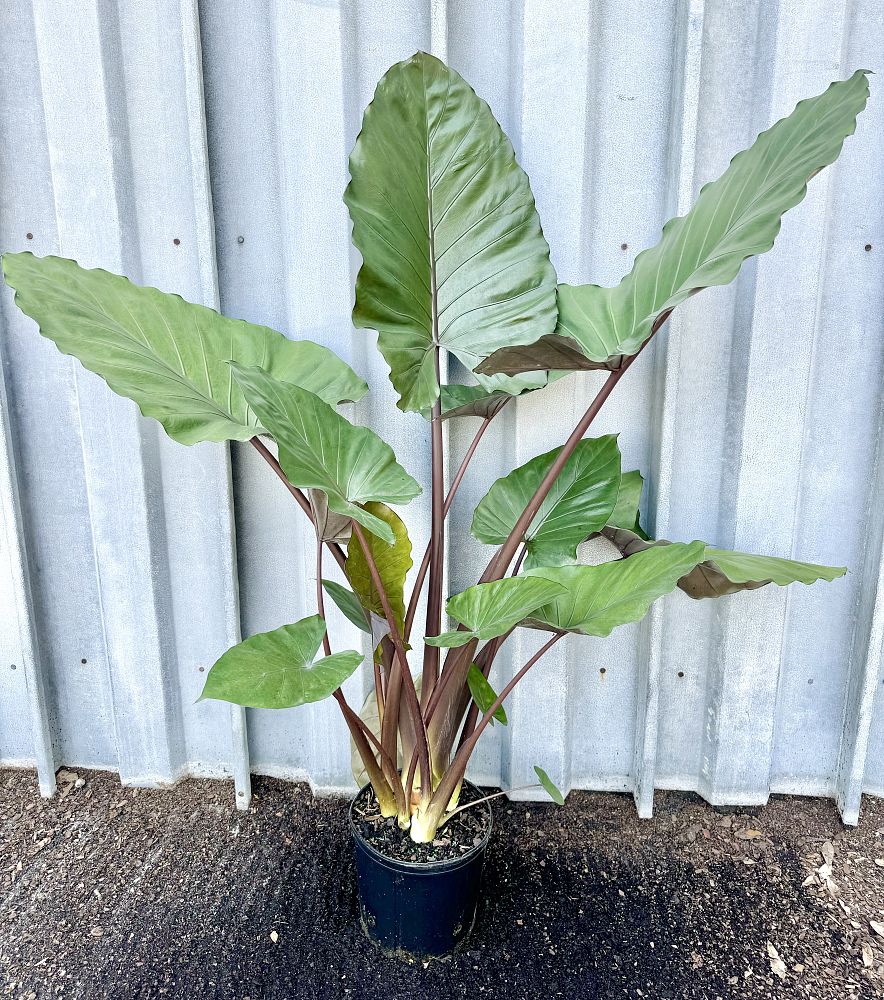 alocasia-metal-head-elephant-ear