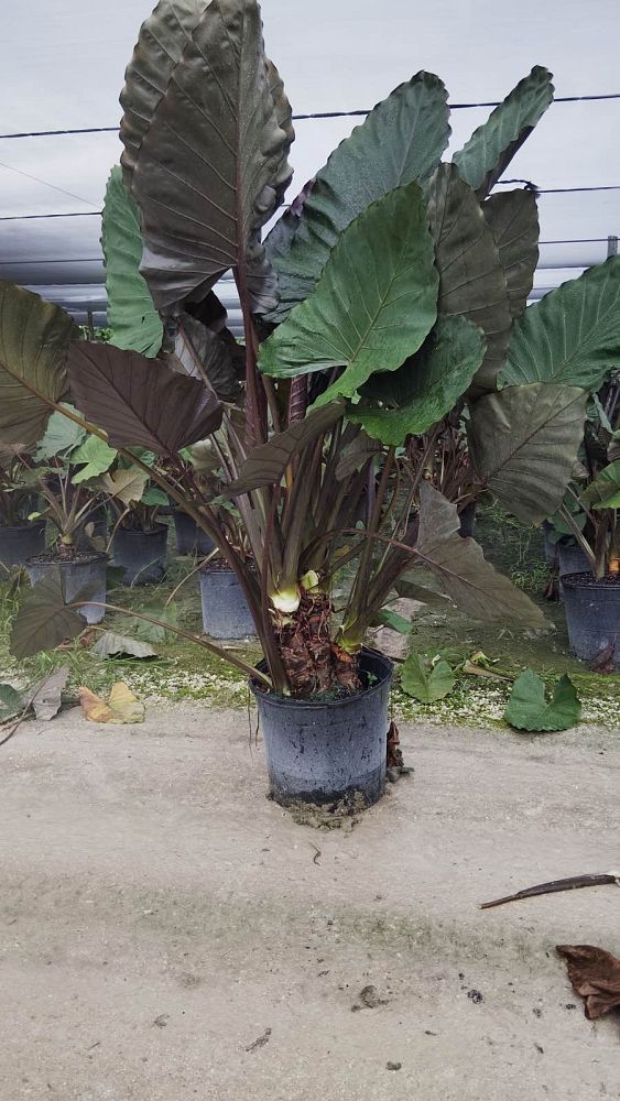 alocasia-metal-head-elephant-ear