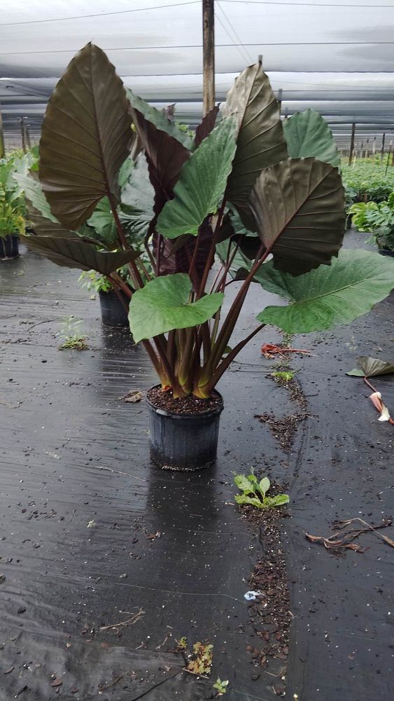 alocasia-metal-head-elephant-ear