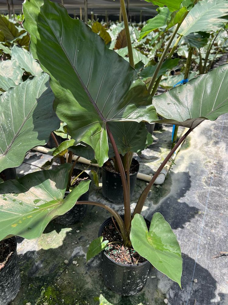 alocasia-metal-head-elephant-ear
