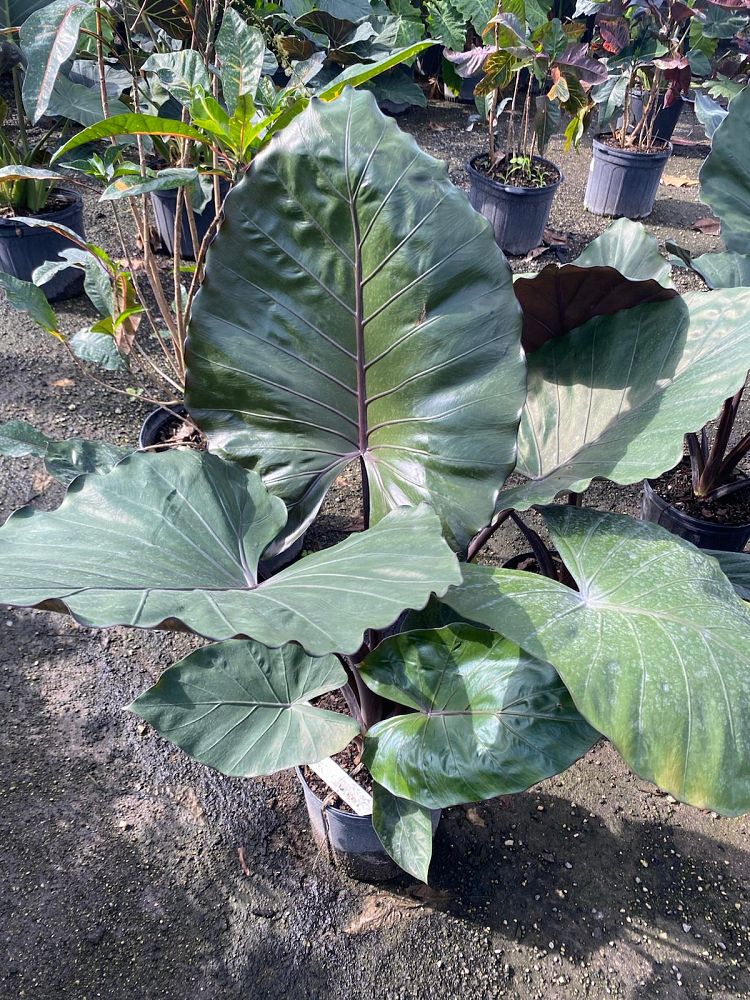 alocasia-metal-head-elephant-ear