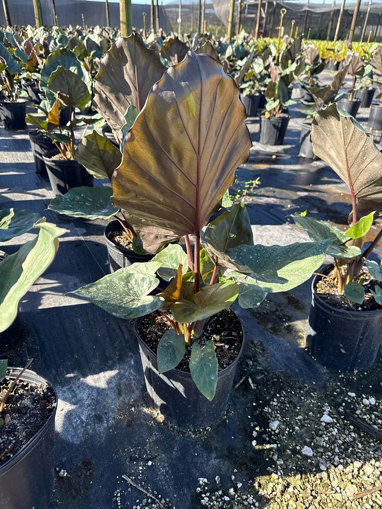 alocasia-metal-head-elephant-ear