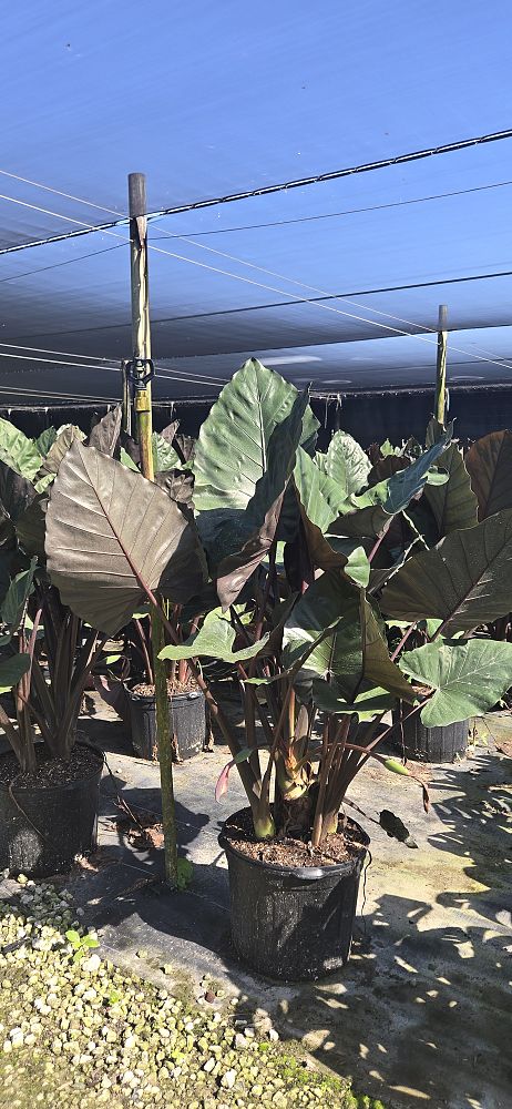 alocasia-metal-head-elephant-ear