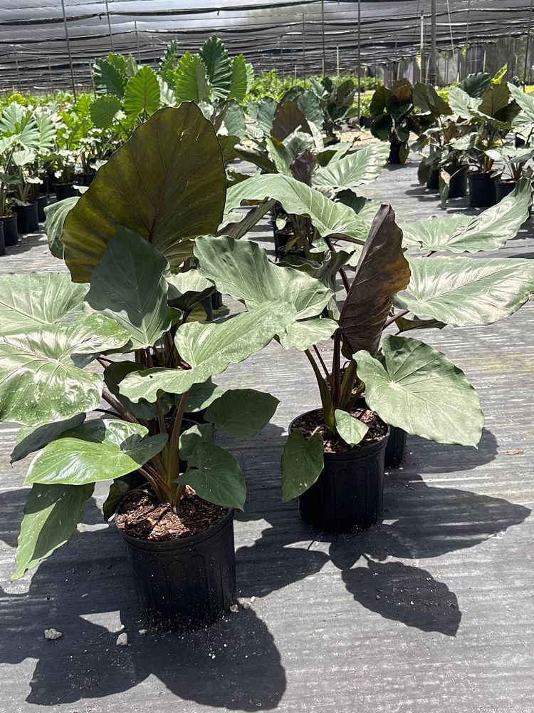 alocasia-metal-head-elephant-ear