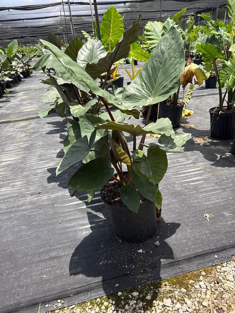 alocasia-metal-head-elephant-ear