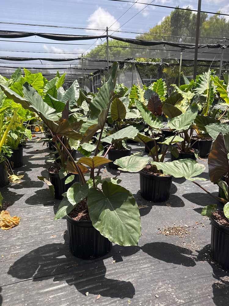 alocasia-metal-head-elephant-ear