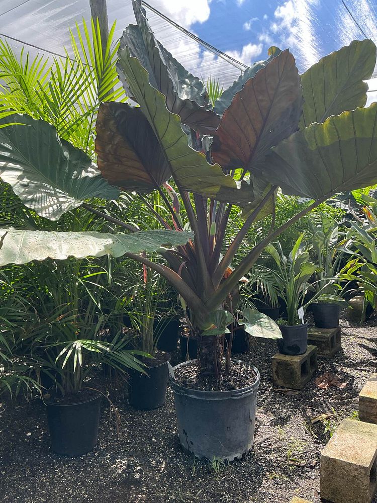 alocasia-metal-head-elephant-ear