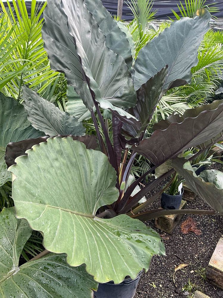 alocasia-metal-head-elephant-ear