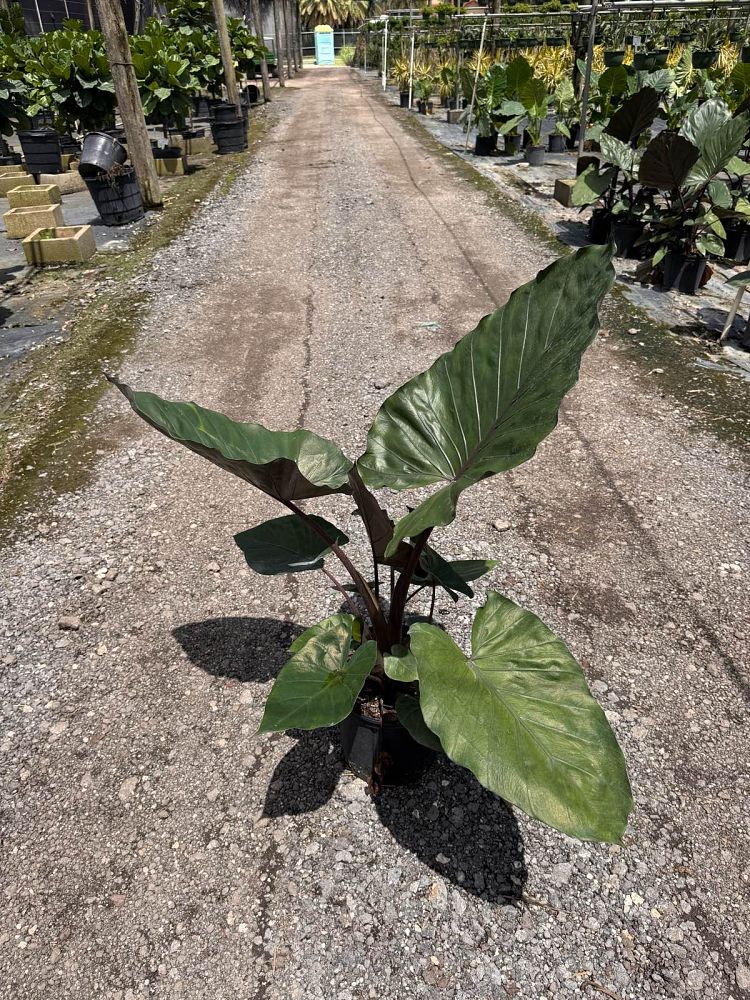 alocasia-metal-head-elephant-ear