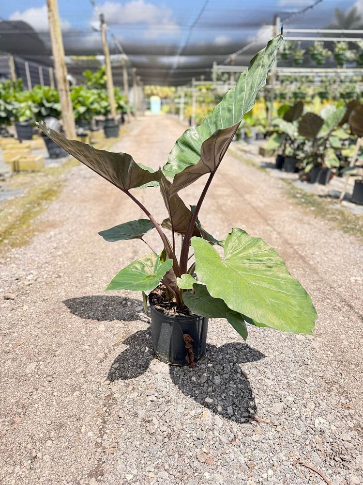 alocasia-metal-head-elephant-ear