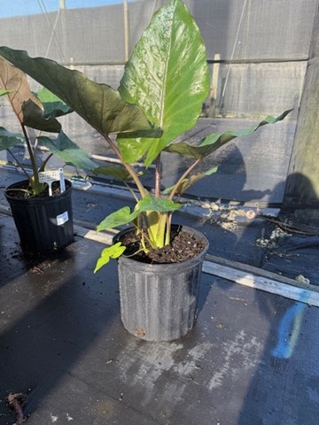 alocasia-metal-head-elephant-ear
