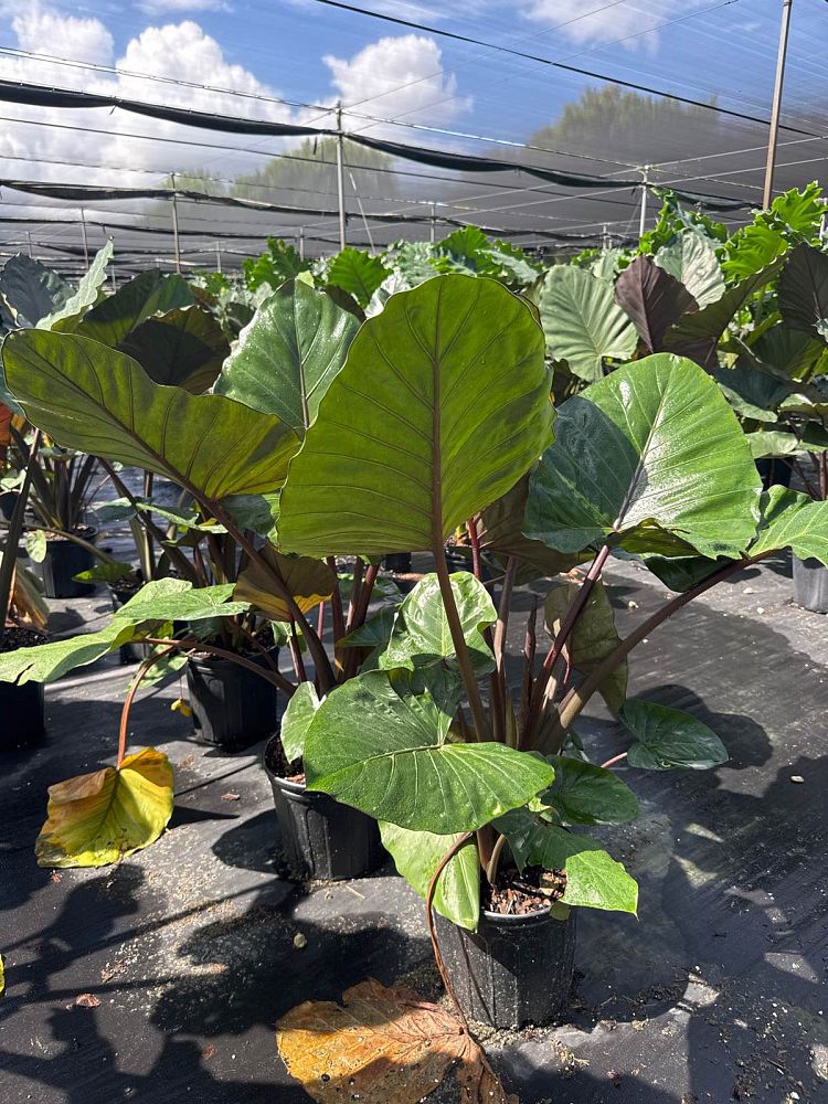 alocasia-metal-head-elephant-ear