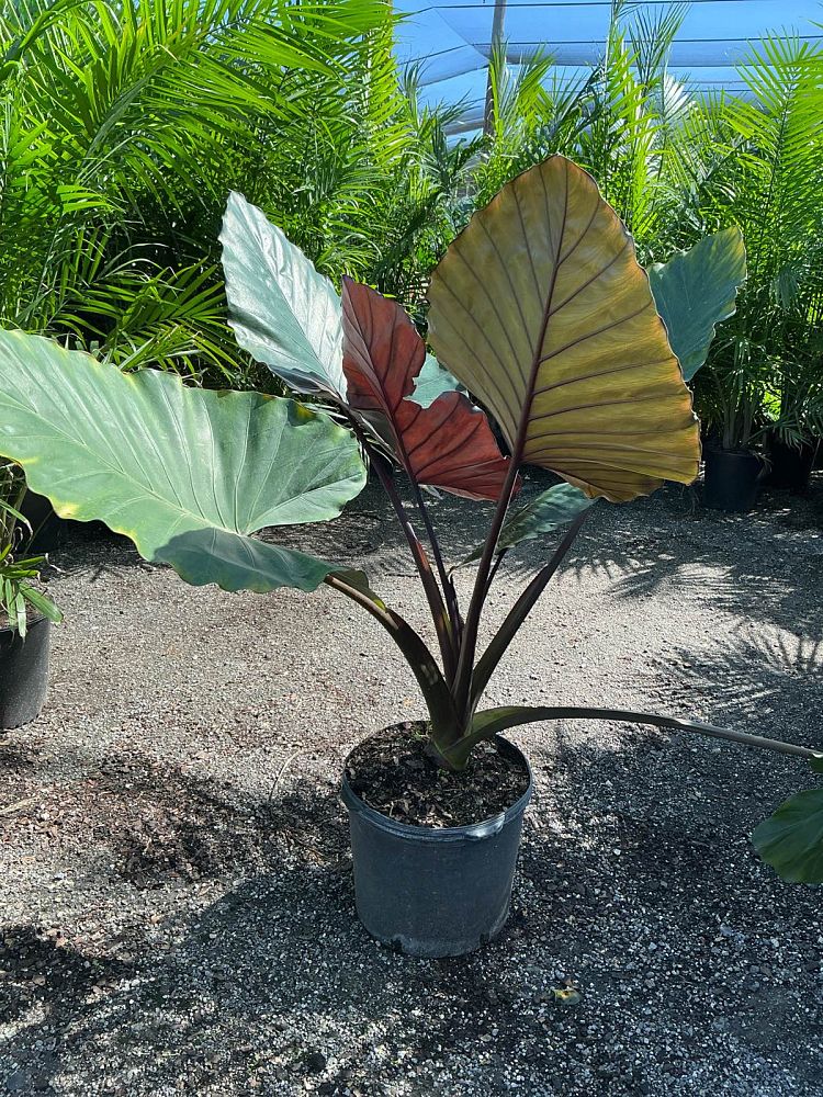 alocasia-metal-head-elephant-ear