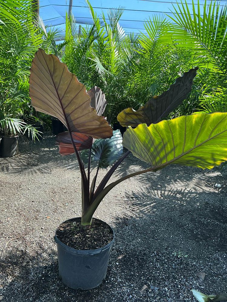 alocasia-metal-head-elephant-ear