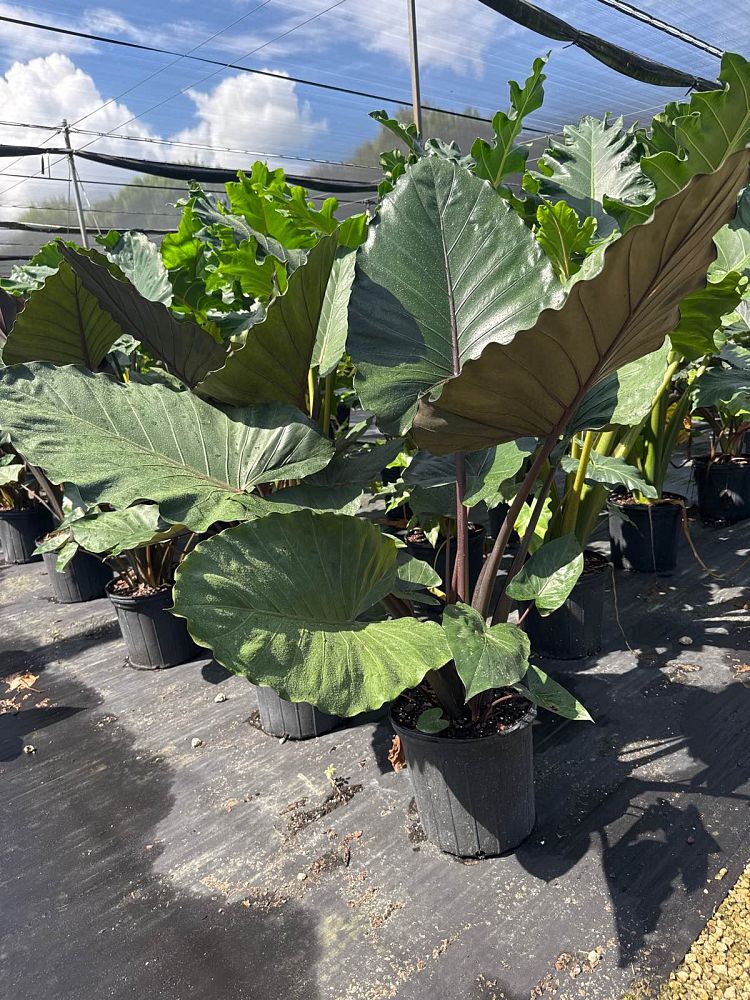 alocasia-metal-head-elephant-ear