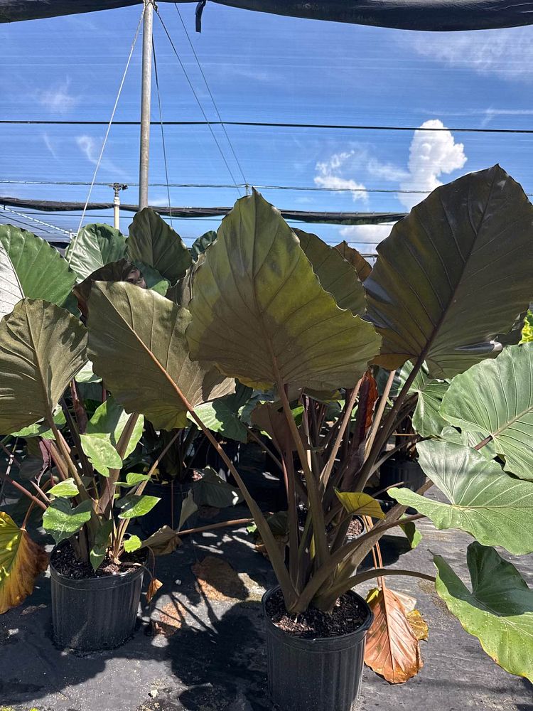 alocasia-metal-head-elephant-ear