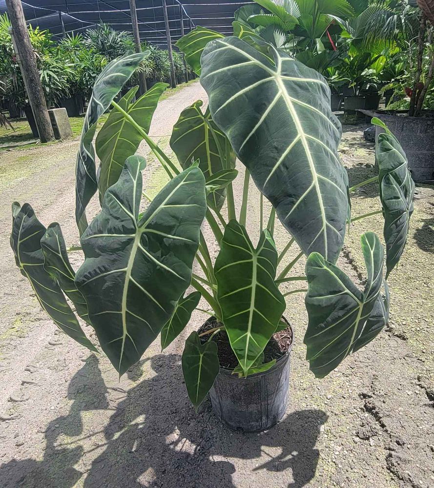 alocasia-micholitziana-frydek-green-velvet-alocasia