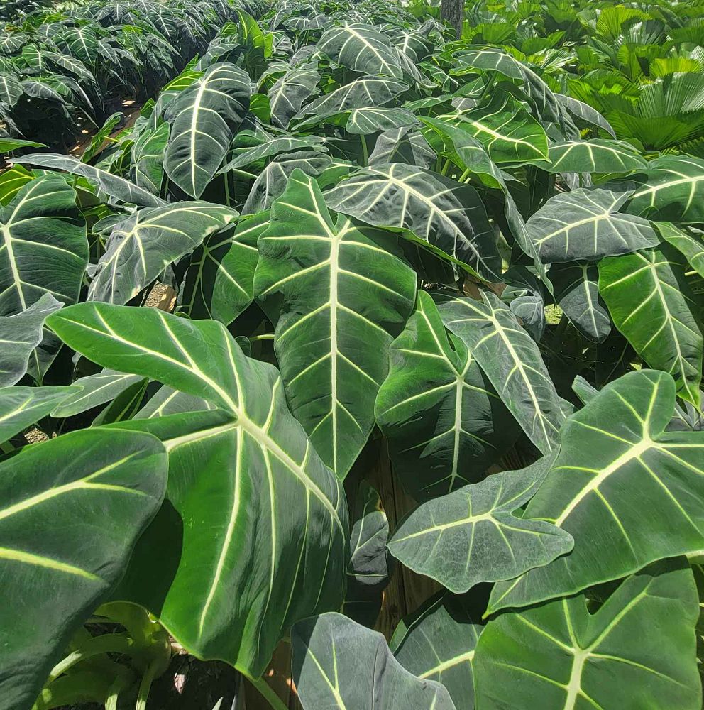 alocasia-micholitziana-frydek-green-velvet-alocasia