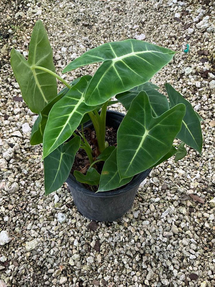 alocasia-micholitziana-frydek-green-velvet-alocasia