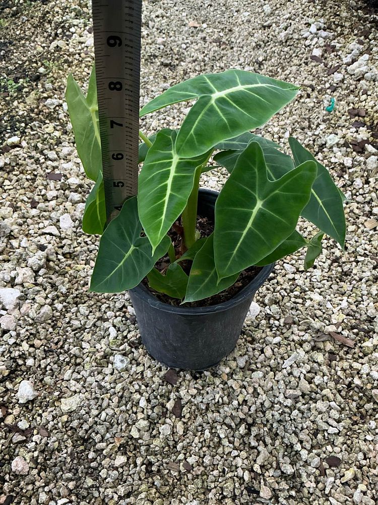 alocasia-micholitziana-frydek-green-velvet-alocasia