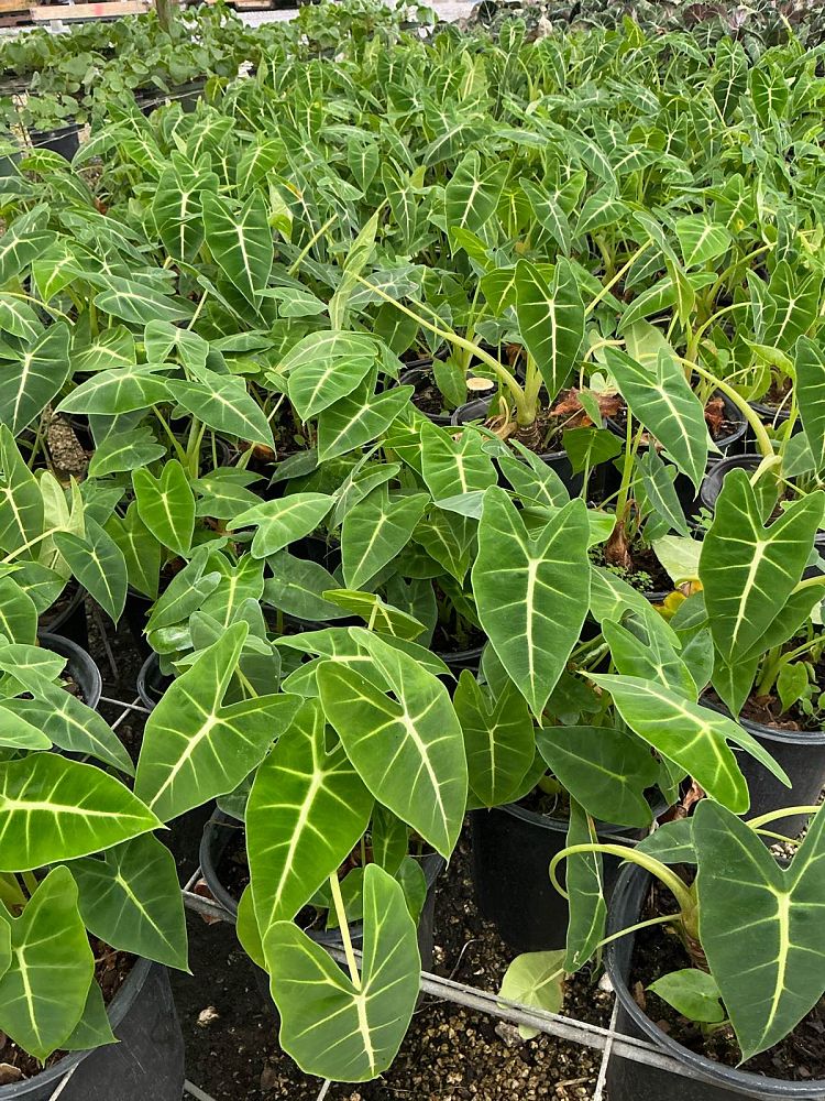 alocasia-micholitziana-frydek-green-velvet-alocasia