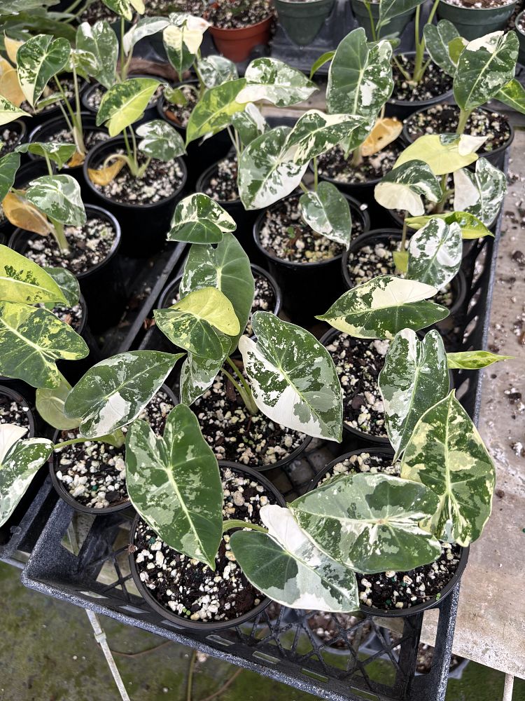 alocasia-micholitziana-frydek-variegata-variegated-green-velvet-alocasia