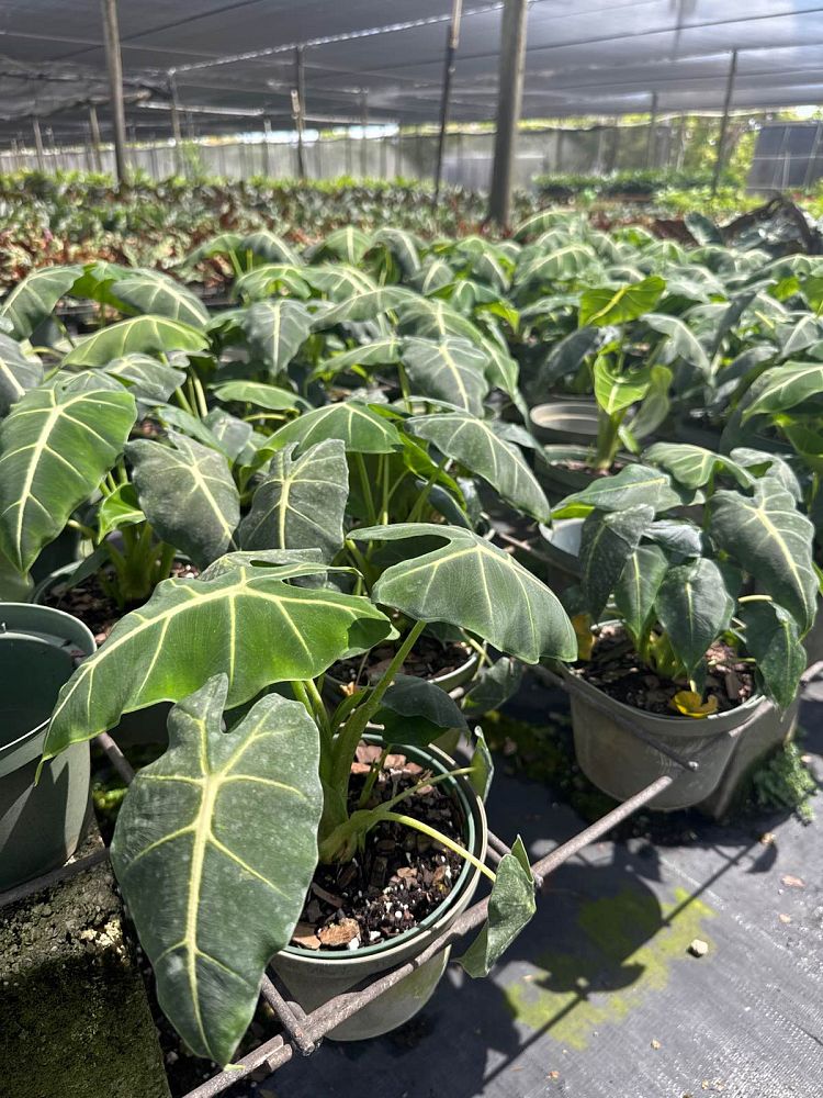 alocasia-micholitziana-velvet-elvis