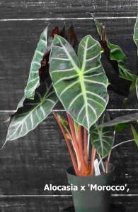 alocasia-morocco-elephant-ear