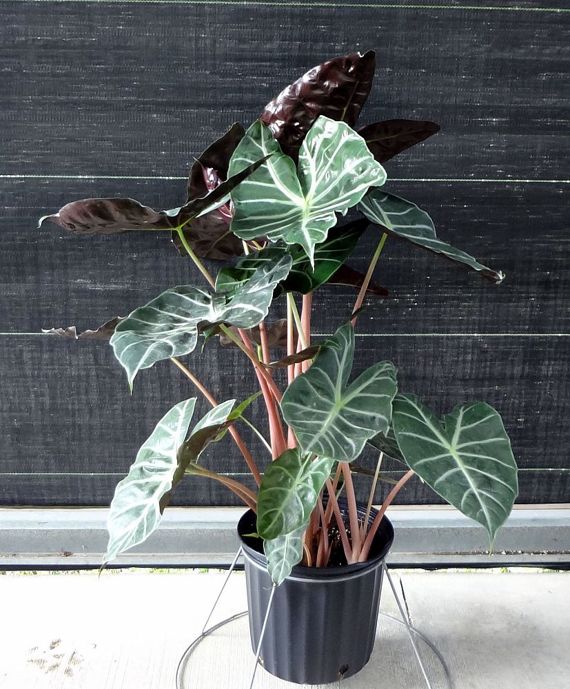 alocasia-morocco-elephant-ear