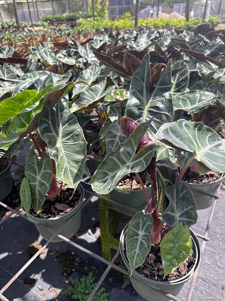 alocasia-morocco-elephant-ear