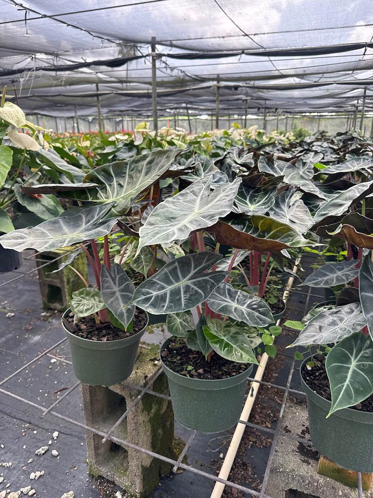 alocasia-morocco-elephant-ear
