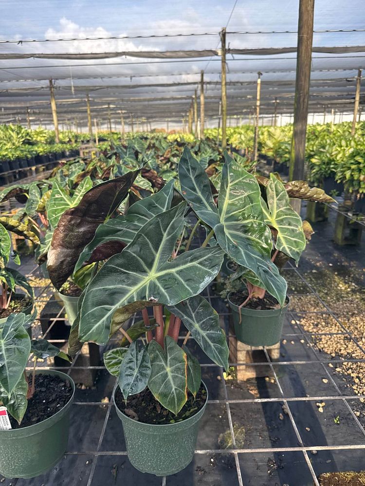 alocasia-morocco-elephant-ear