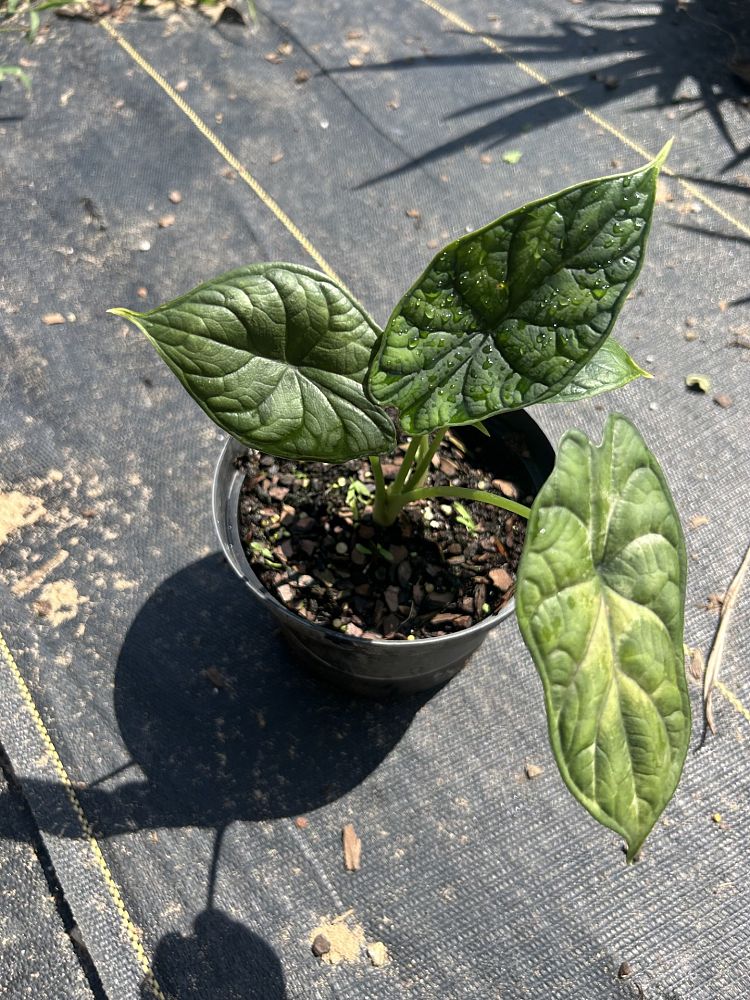 alocasia-nebula-elephant-ear