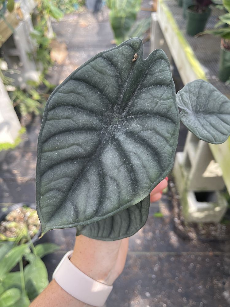 alocasia-nebula-imperialis-elephant-ear