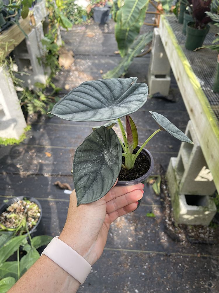 alocasia-nebula-imperialis-elephant-ear