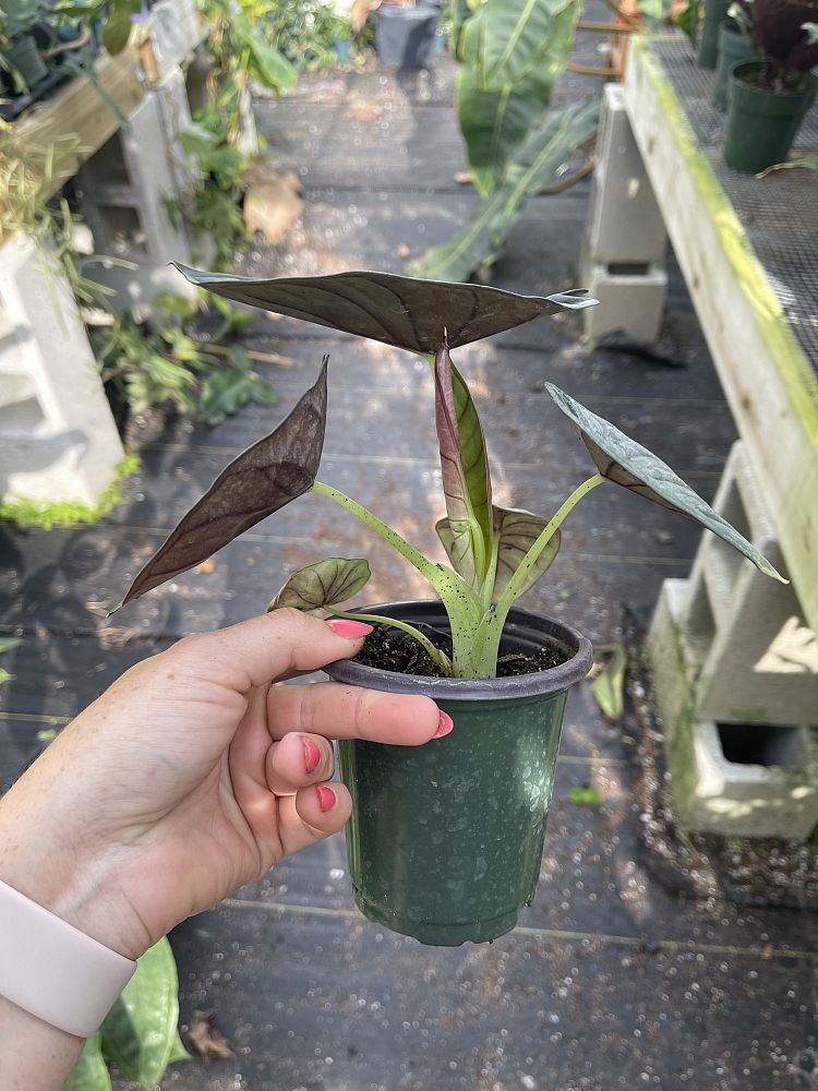 alocasia-nebula-imperialis-elephant-ear