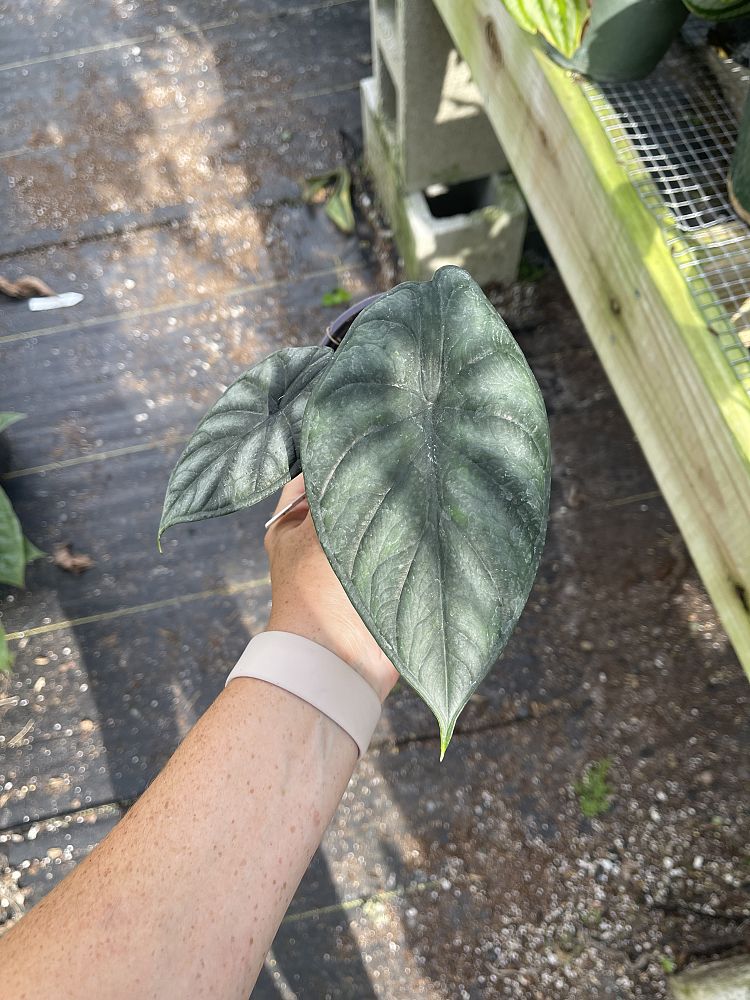 alocasia-nebula-imperialis-elephant-ear