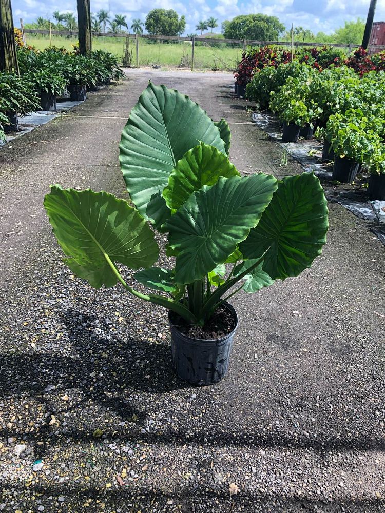 A�s Ornamental Nursery