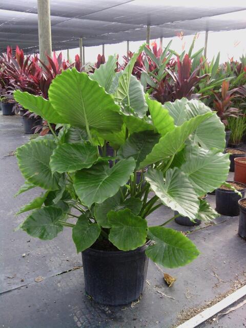alocasia-odora-california-elephant-ear