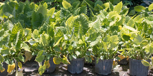 alocasia-odora-california-elephant-ear