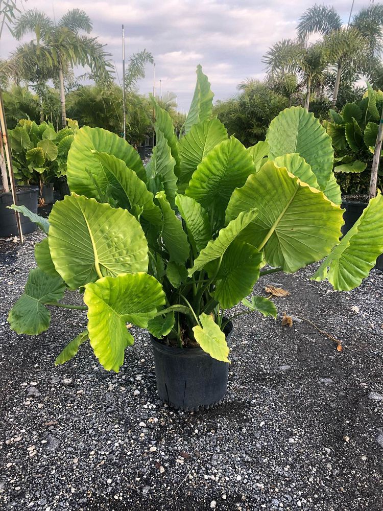 alocasia-odora-california-elephant-ear