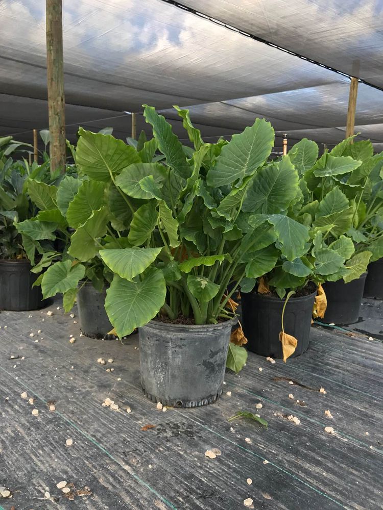alocasia-odora-california-elephant-ear