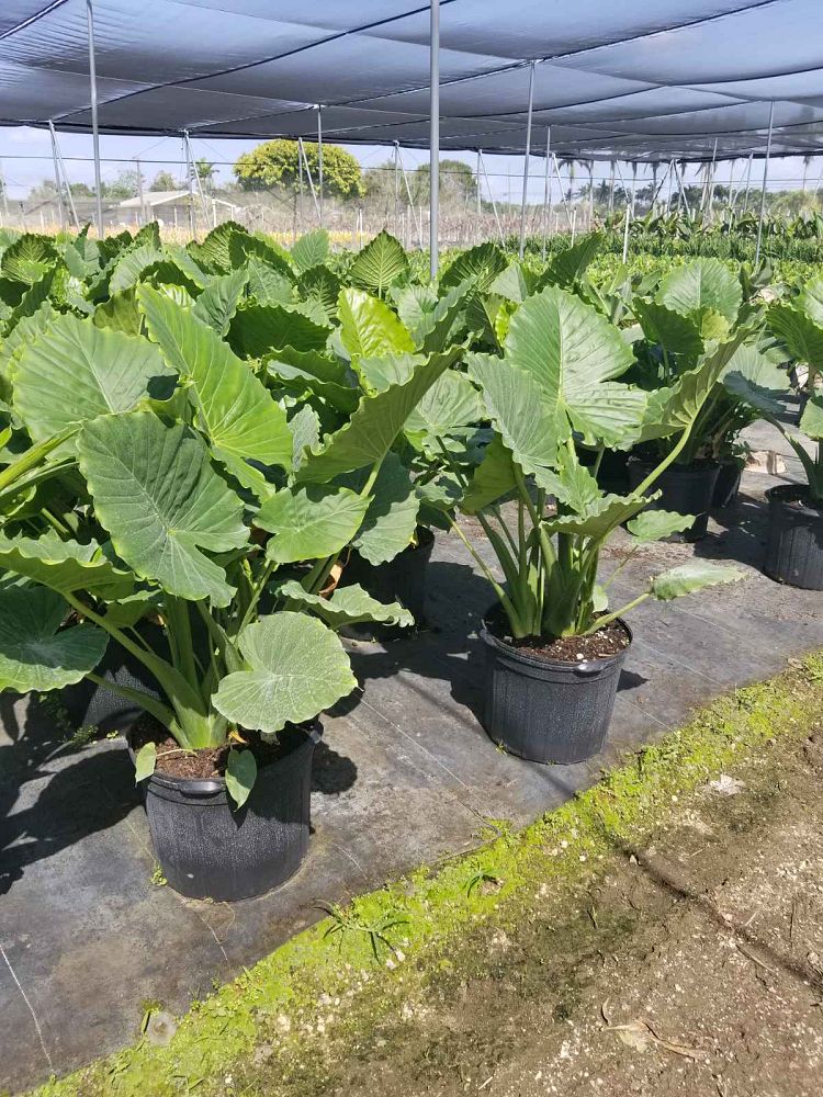 alocasia-odora-california-elephant-ear