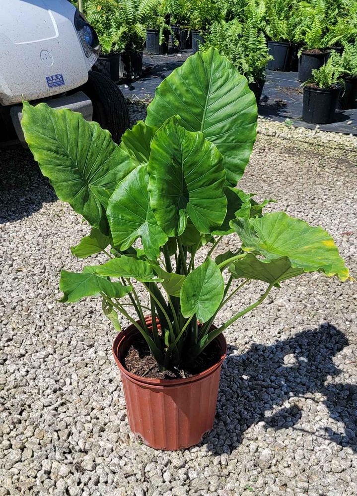alocasia-odora-california-elephant-ear