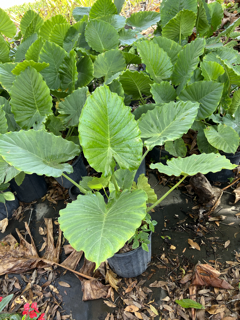 alocasia-odora-california-elephant-ear