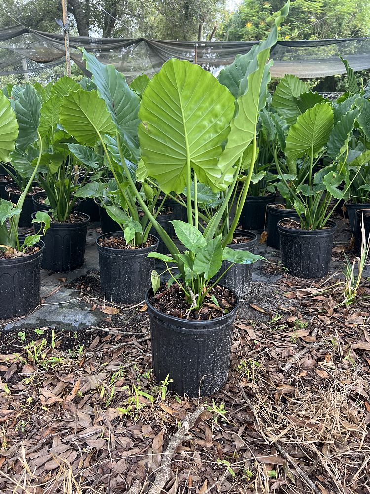 alocasia-odora-california-elephant-ear