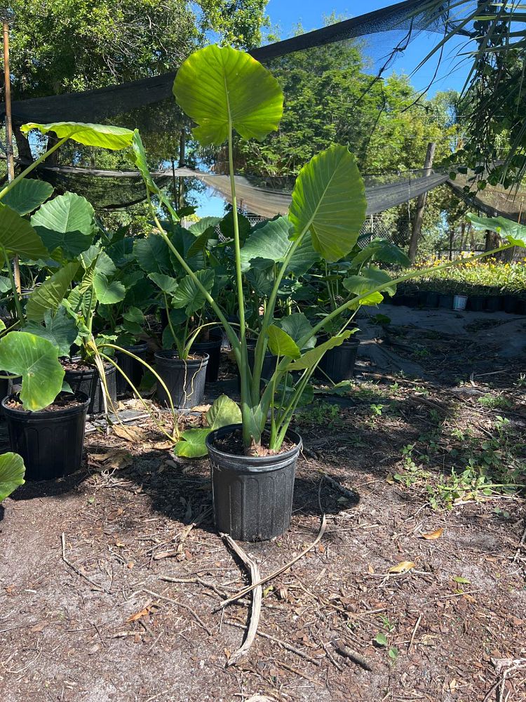 alocasia-odora-california-elephant-ear