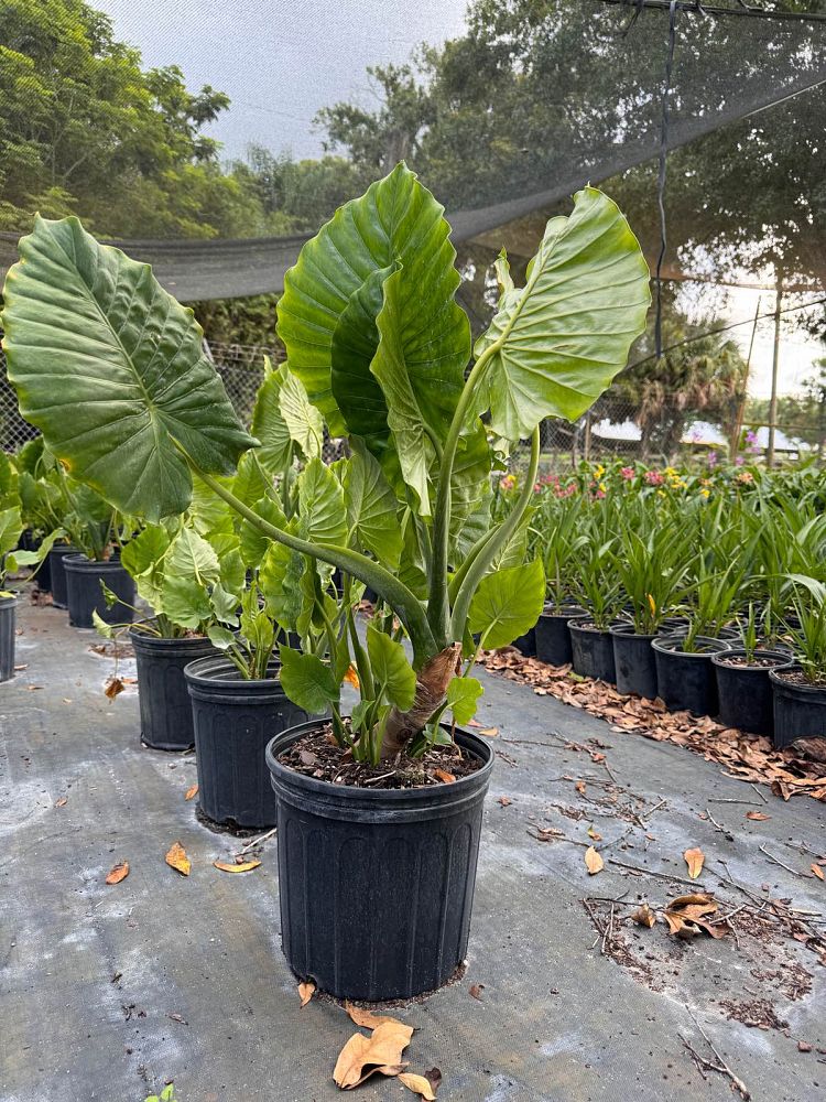 alocasia-odora-california-elephant-ear