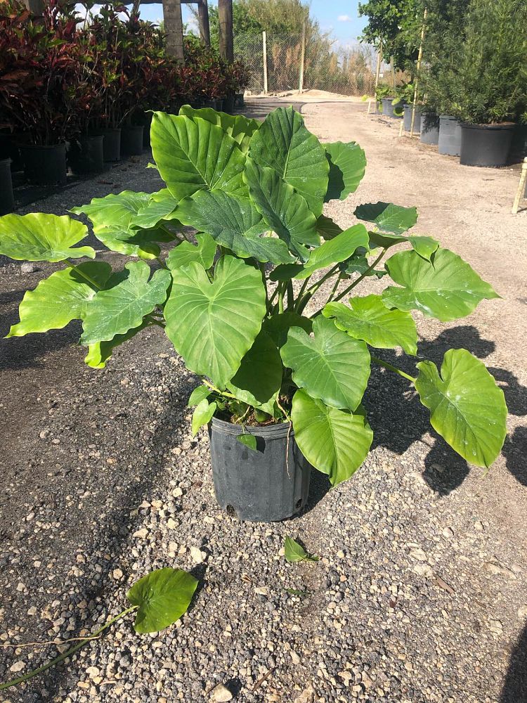 alocasia-odora-california-elephant-ear