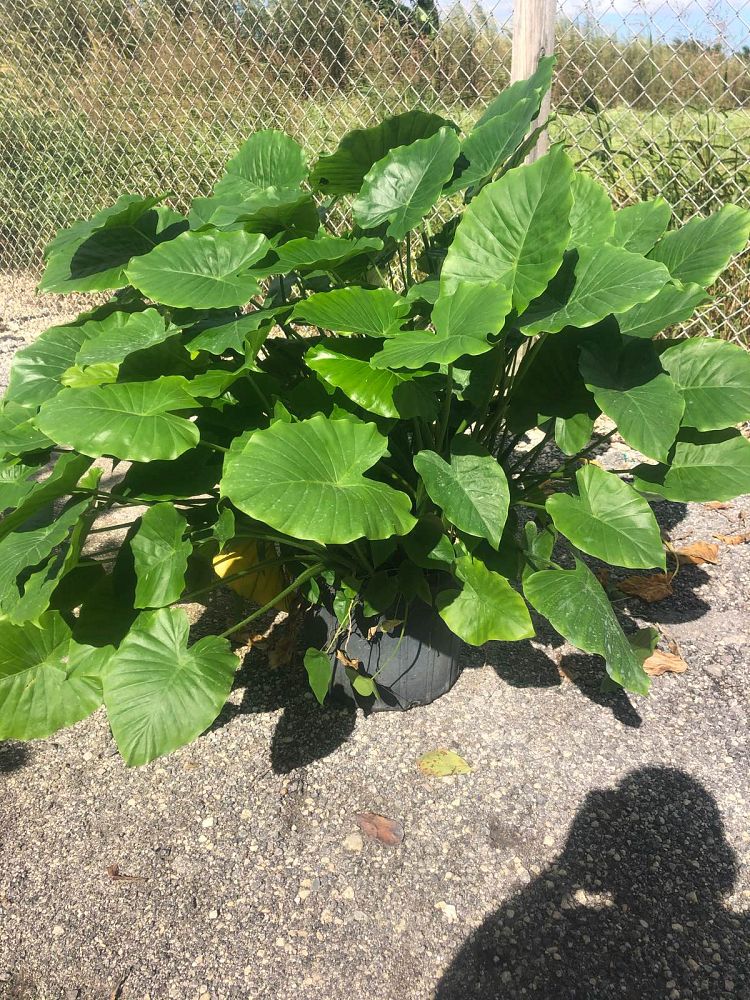 alocasia-odora-california-elephant-ear